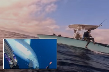 El escalofriante grito de ayuda de un buzo mientras el tiburón más rápido del mundo ataca en un video impactante
