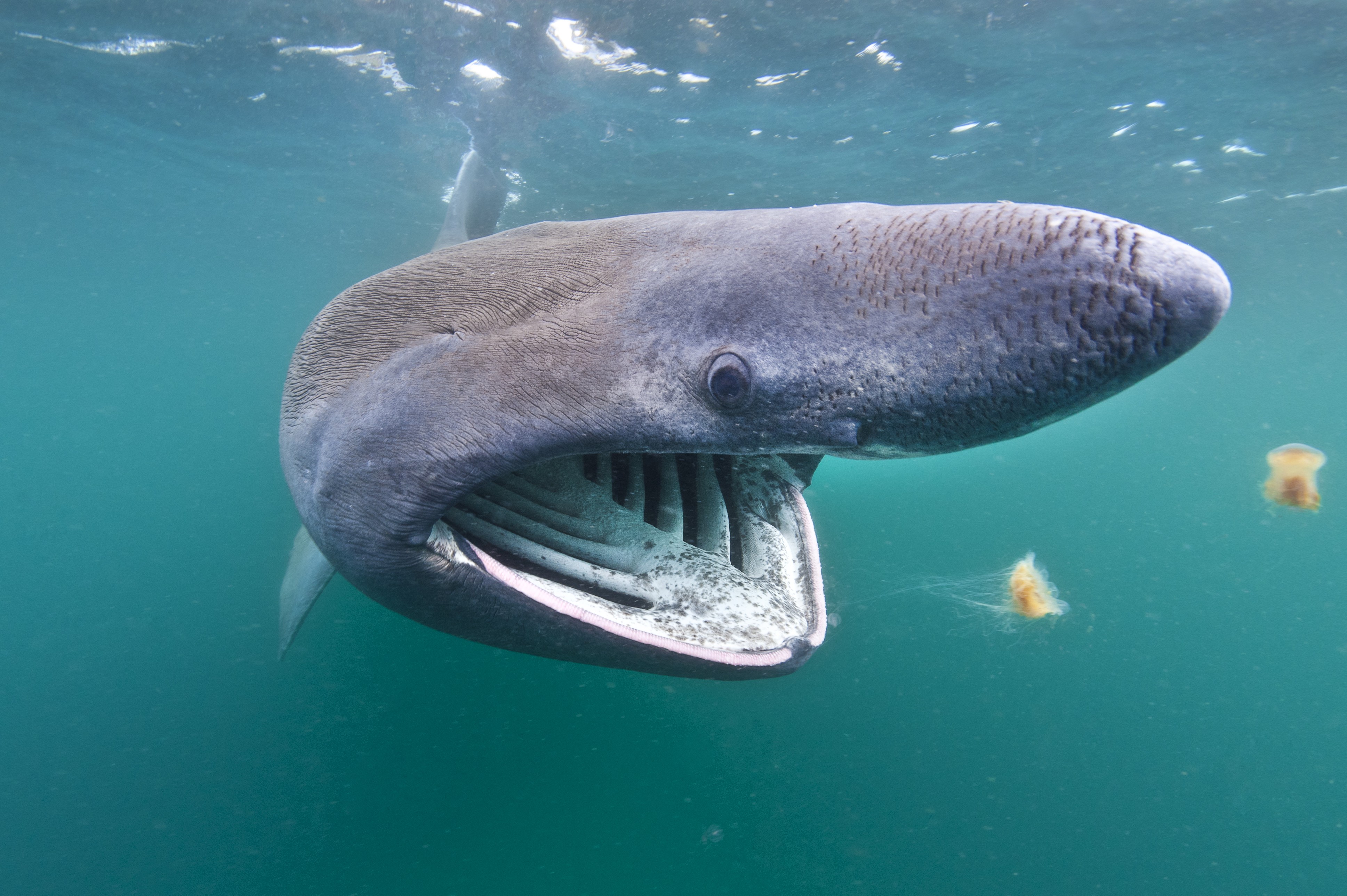 La Isla de Coll es uno de los mejores lugares para ver y nadar junto a tiburones peregrinos en el Reino Unido.